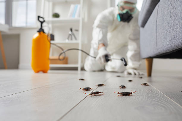 Commercial Kitchen Cockroach Control in Balfour
